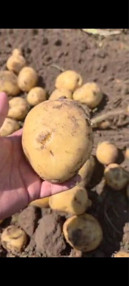 Оптом картофель и морковь в Алматы