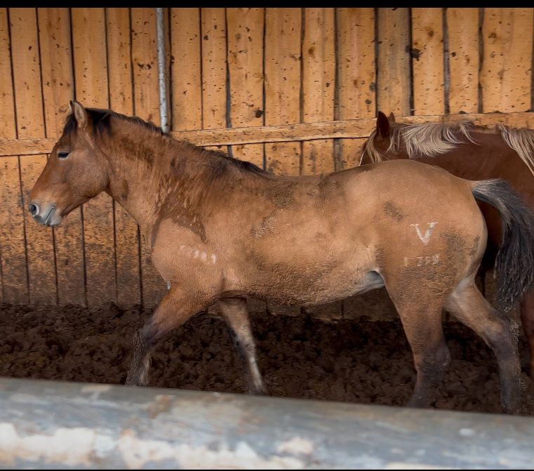 Мұғалжар құнан ..