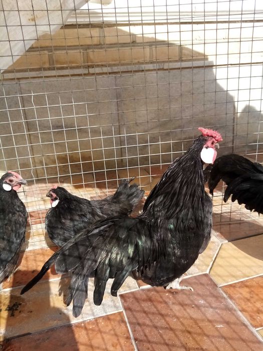 Бентам Японча сотилади