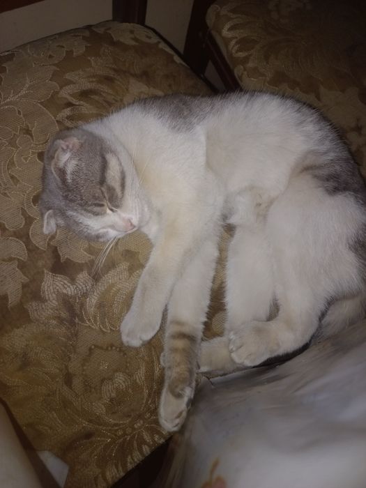 Продаётся шотландский вислоухий