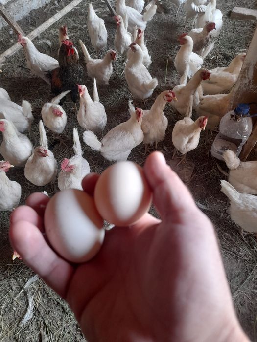 Уругланган Ломан сенди товуги инкубатор тухумлари.