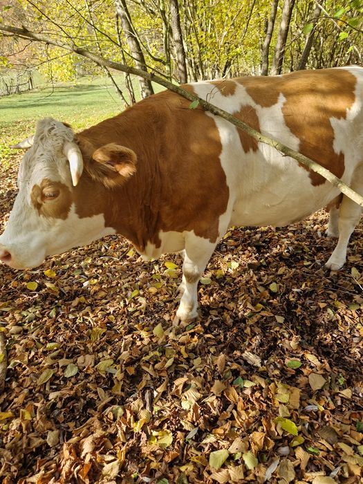 Vind vaca gestanta in virsta de 5 ani!