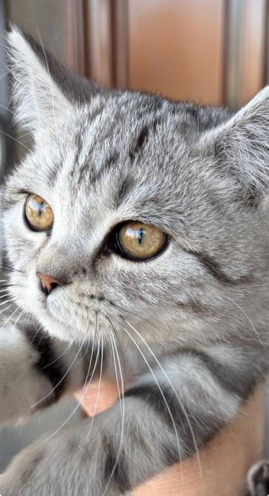 Котенка продам .