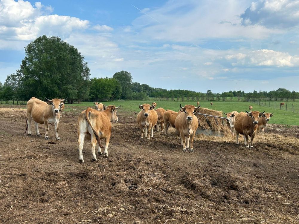 De vanzare lot de 32 jurinci aubrac