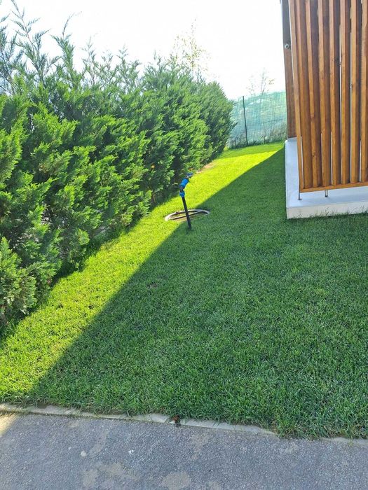 Plante Leylandii Direct din Pepinieră | 1-5 m | București &Împrejurimi