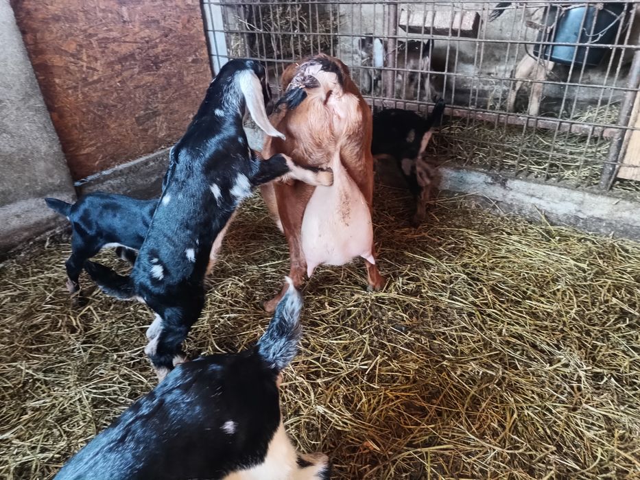 Tapi anglo nubieni cu pedegree