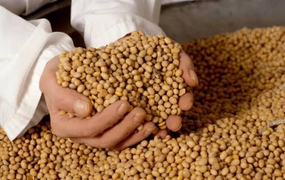 Продам сою видби канадский сорт