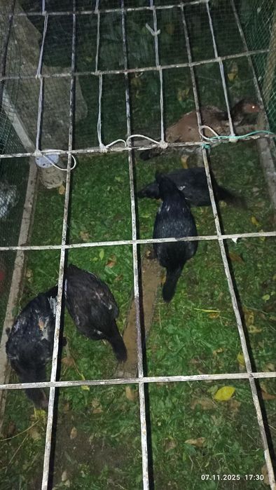 Дакан жужала 2 ойдан 3 ойгачен