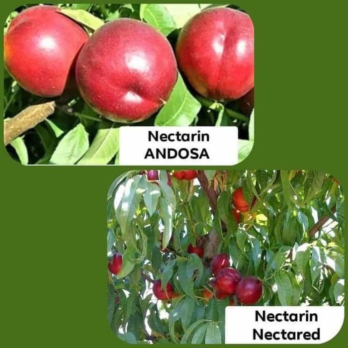 De vânzare Pomii Fructiferi Altoiți anul 2 si 3 direct de la PRODUCĂTO