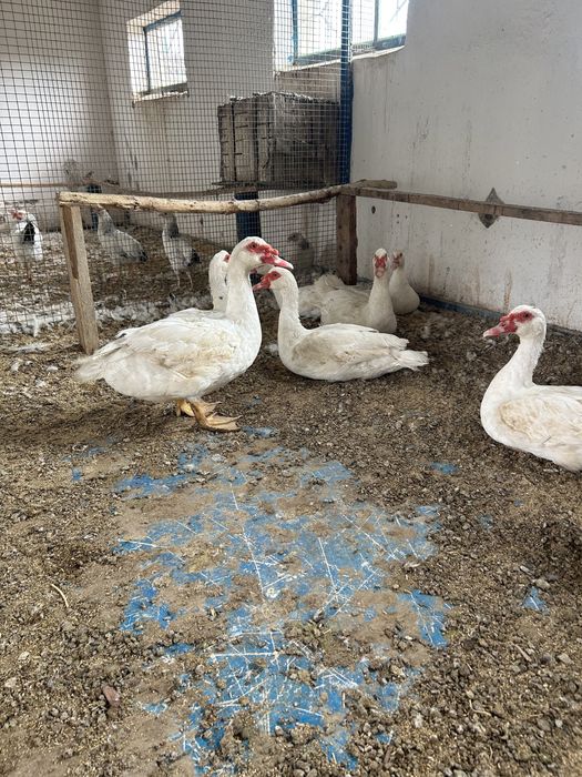 Индоутка тяжелой линии