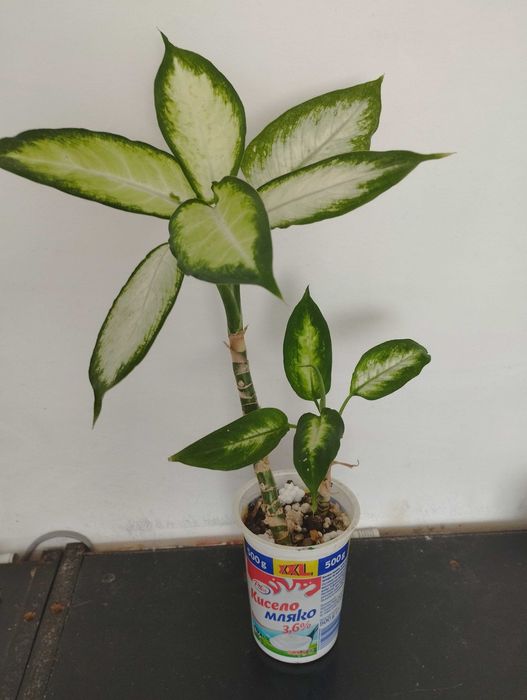 Бенджамин, традесканция, пилея, дифенбахия, гастения, алое, ледебурия