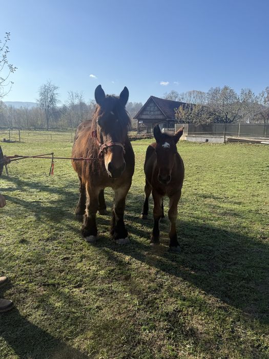 Vand iapa Ardeneza cu pedigree francez