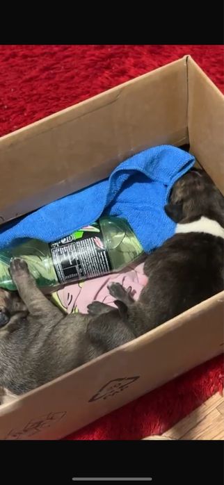 Donez pui 1 saptamana