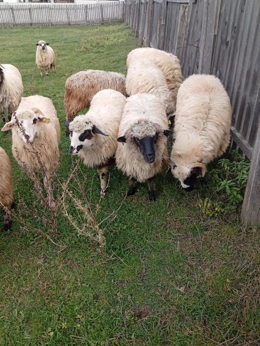Vând mieluțe țurcane din primăvara asta și oi mioare,stramioare!