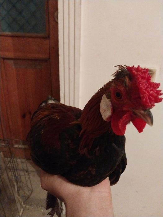 Япон хороз ва товуклар сотилади