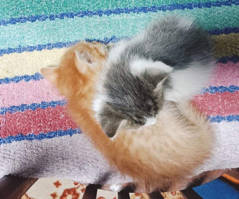 Отдам даром котят