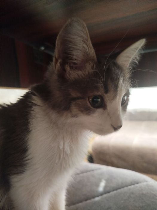 Кошка в подарков