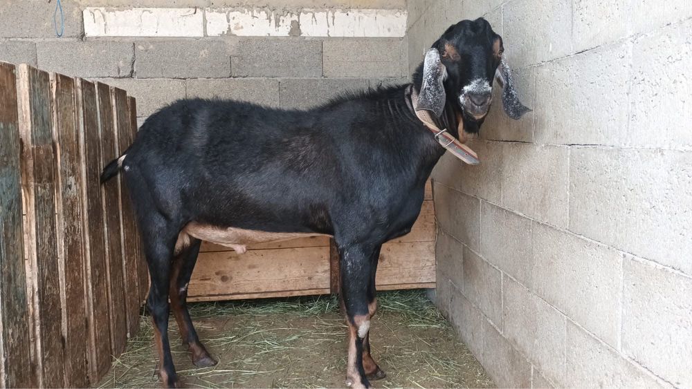 8 oi , un tap anglonubian rasa pura , 3 capre cu lapte