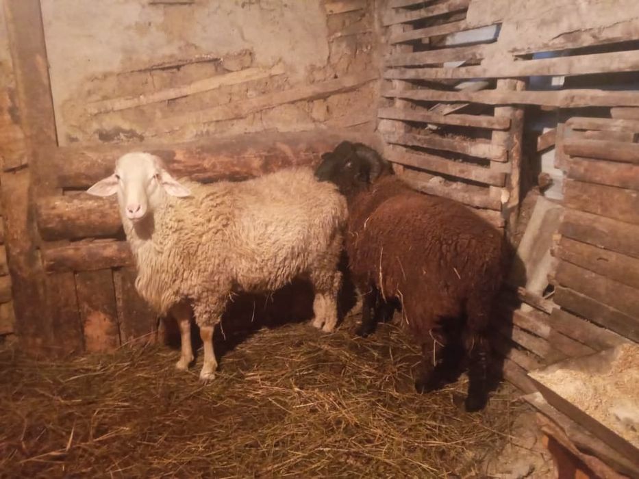 Продам баранов .