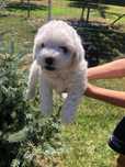 " Bichon Havanez "