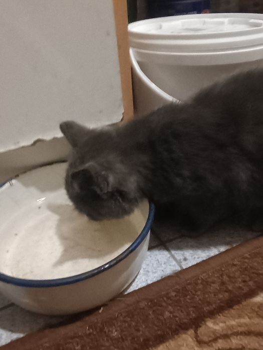 Малко котенце търси дом