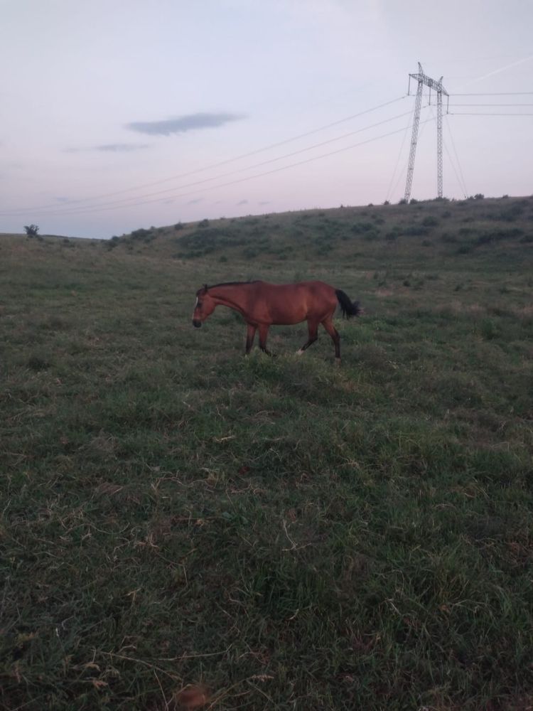 vand iapa.       .