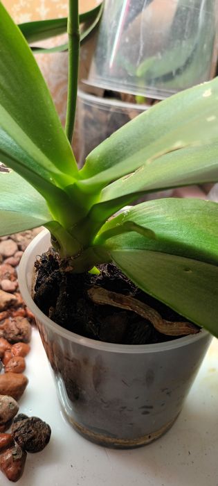 Орхидея Сого-Релакс восковая