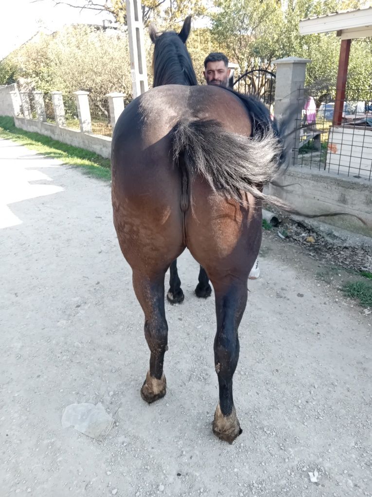 Iapa de 6 ani  de vânzare