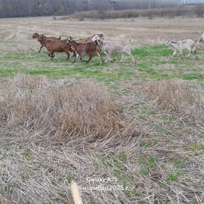 Продавам продавам редовни бременни кози
