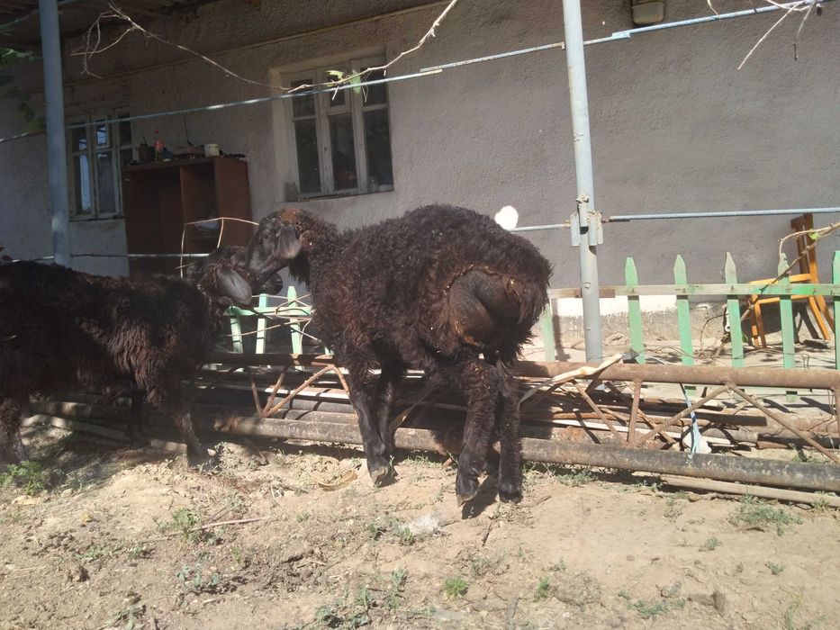 Кучкары ,кучкор.