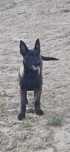 Ciobănesc Belgian Malinois