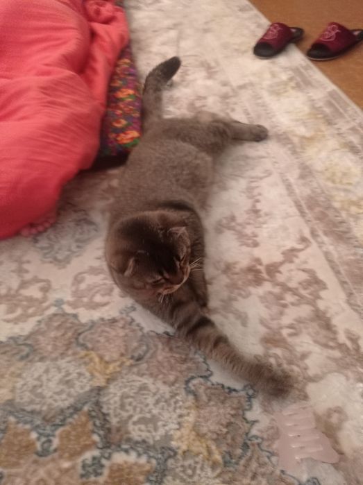 Вязка кошка имя Барон 2 год был