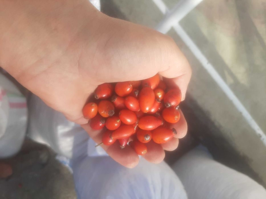 Măcese proaspete (maciese ,rosa canina)