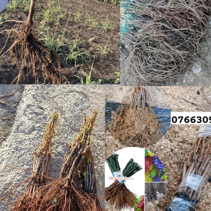 Vita de vie Anul 1 2 3