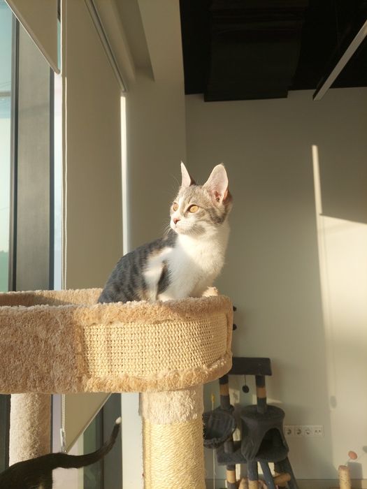 Котенок девочка Ташкент вакцинирована, имеет паспорт