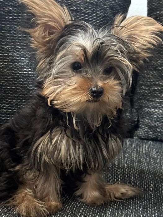 Yorkshire Terrier