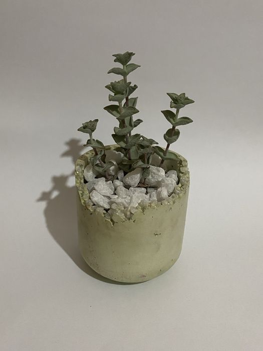 decor gul ofis uy guli