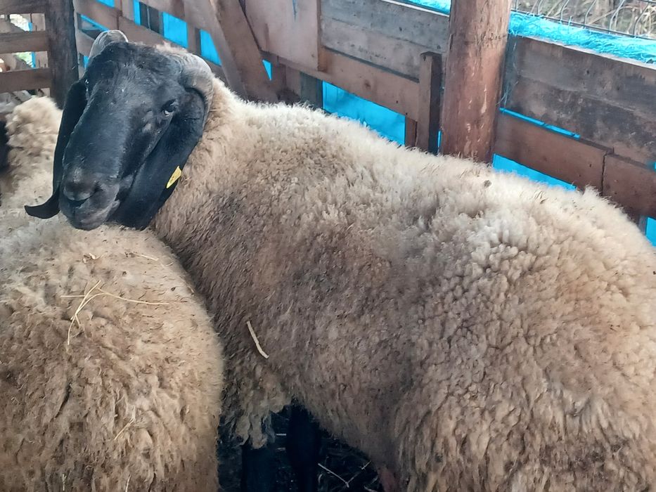 Berbec carabaș sârbesc