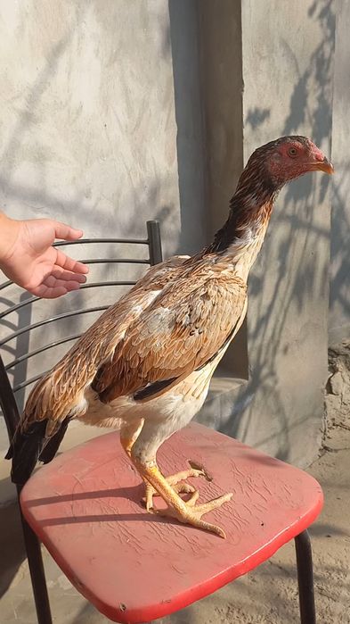 Жужа товук сотилади привазной зотладан