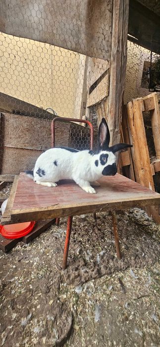 Mascul fluture german