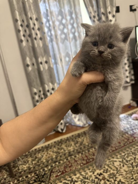 Mushuk bolalari zotdor(35 kunlik)