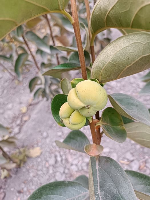 Xurmo koʻchat Ramashka