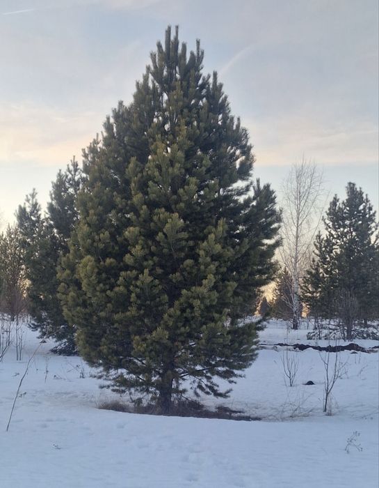 Ель сосна новогодные живые ДОСТОВКА БЕСПЛАТНАЯ жибои елка ёлка ёлки