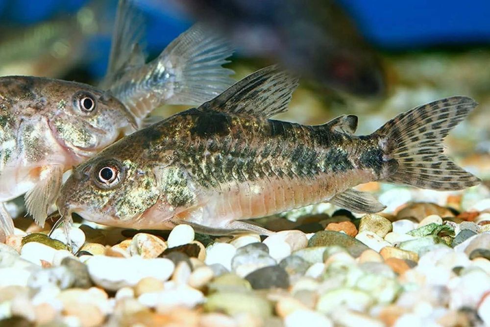 Аквариумные рыбки! Виды Коридорас