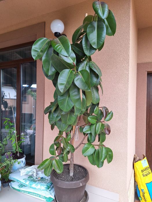 Planta Ficus interior/exterior