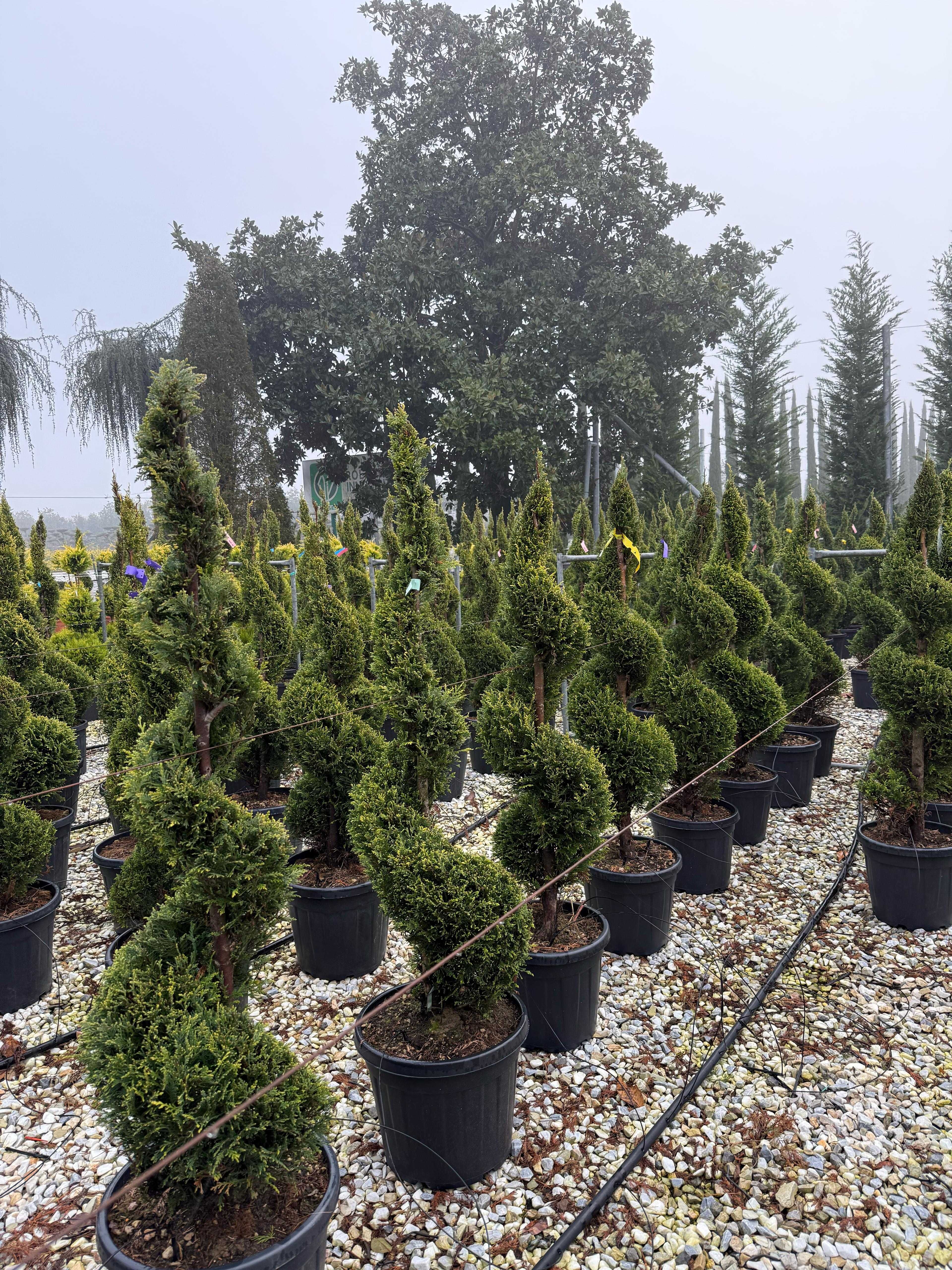 Gazon rulou și plante decorative – Calitate extra garantată!