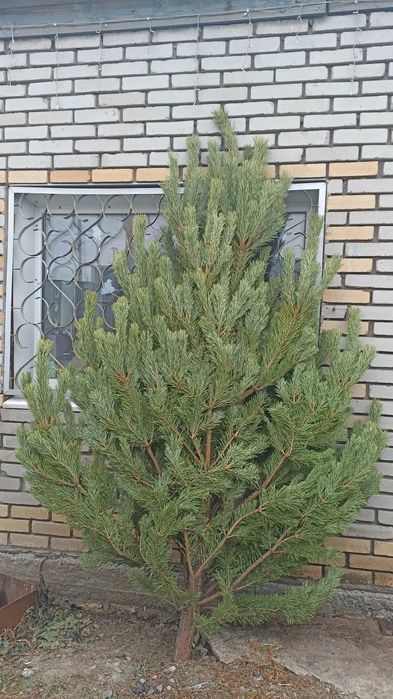 Сосны новогодние