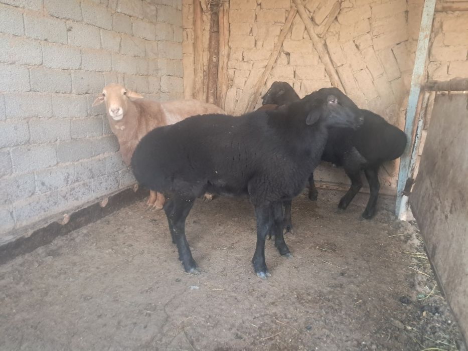 Кучкорлар сотилади хонадонда бокилган  82000 сум