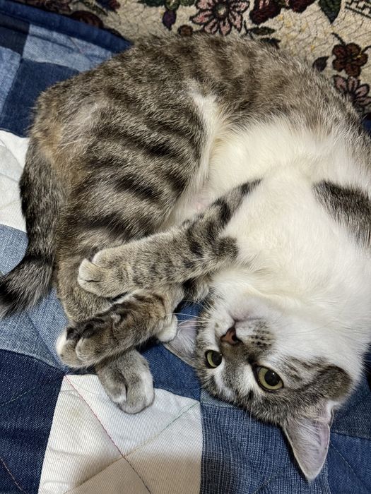 Отдам кошечку