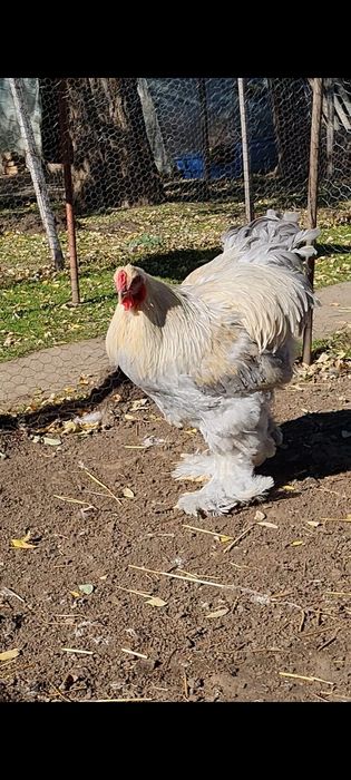 Cocosi brahma izabel